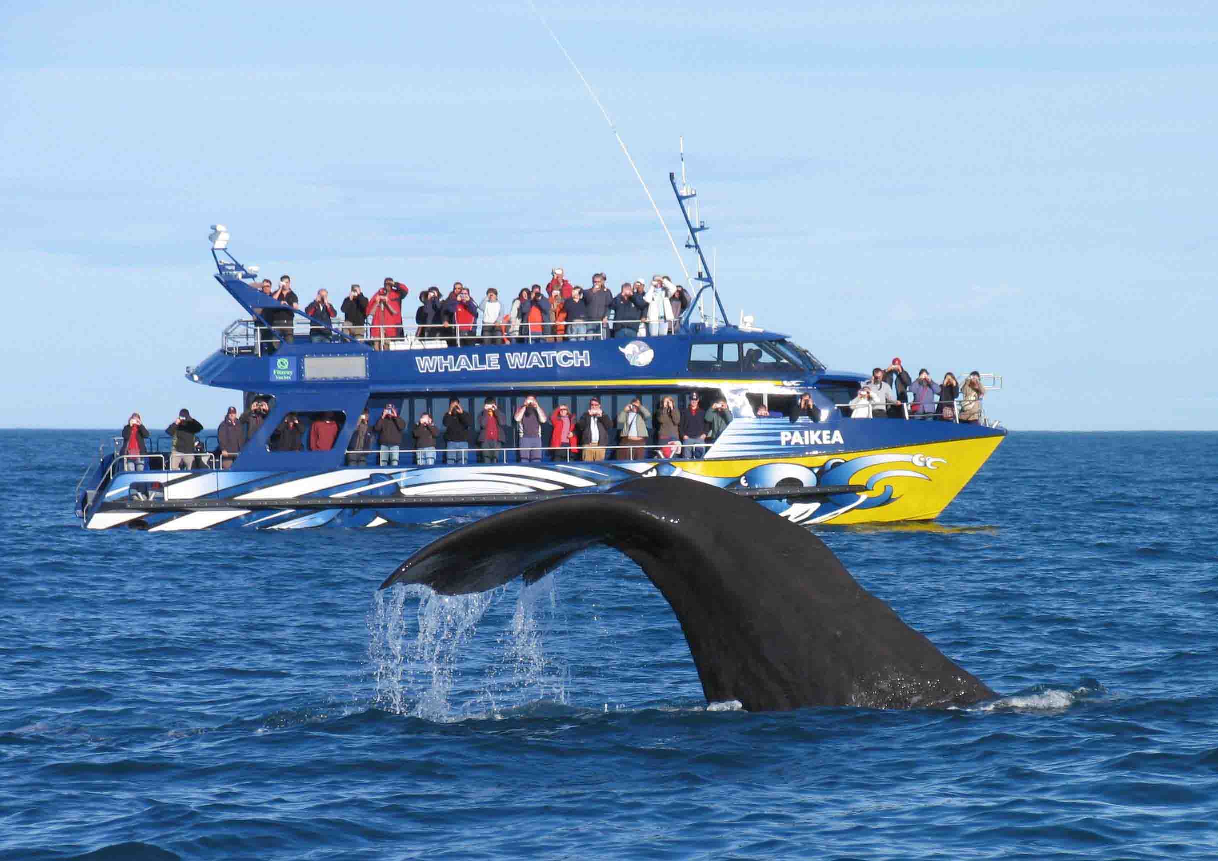 WHALES AND DOLPHINS IN MIRISSA AND KALPITIYA - SRI